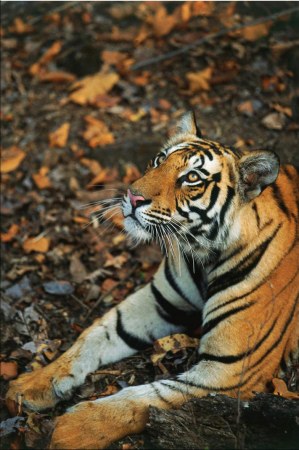 �������� ����� (9 ����)