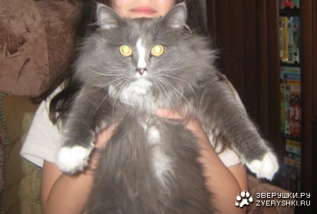 ������ :)