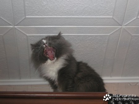 ������� ����� :)