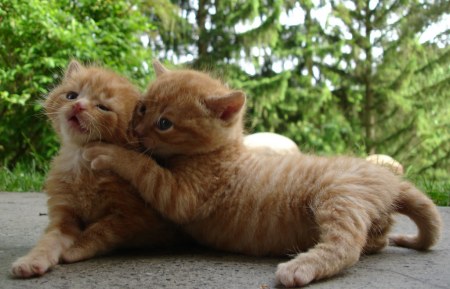 ����� ������ (6 ����)