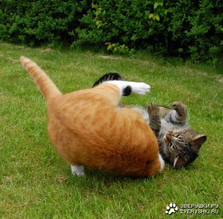 ������� �������� (9 ����������)