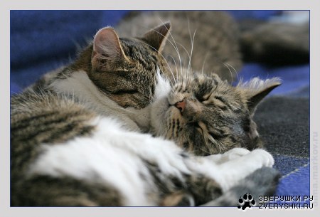 ������ � ����� (8 ����������)