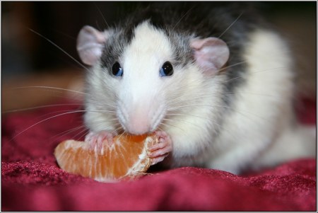 �������� �������� (4 ����)