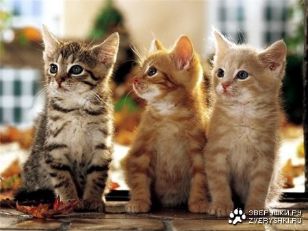 ����� ������� (8 ����������)