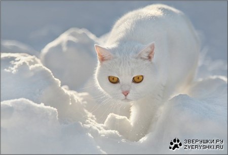 ����� ������ :)