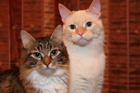 �������������� ����� � ����� (11 ����)