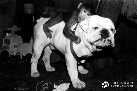 ���������, ������� ����� ���� (18 ����)