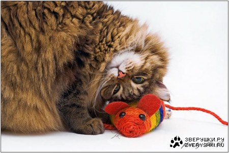 �� �������� ���� �����? ;)