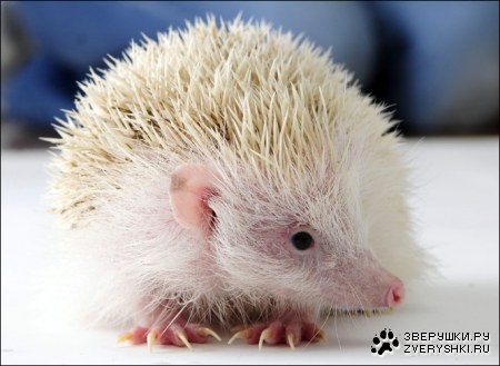 ��� ������� :)