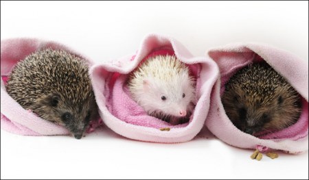 ��� ������� :)