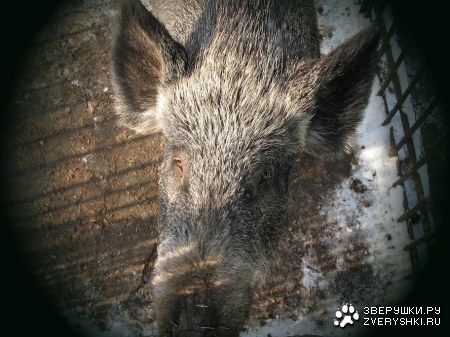 �������� � ����������� ������� �� ����� (9 ����)