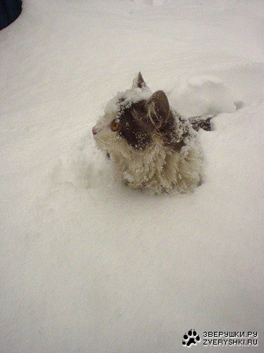 ������� �����...