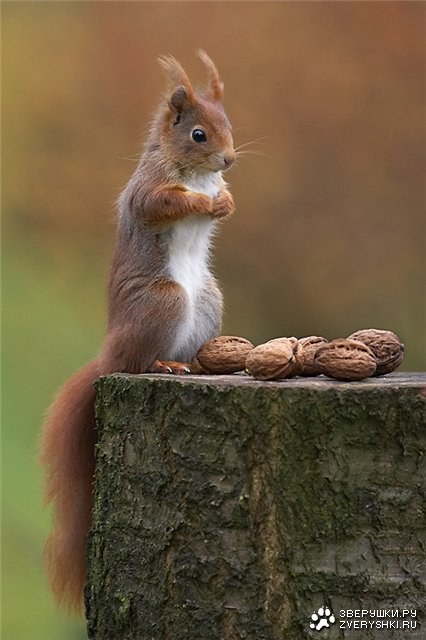 ������� �����! ;)