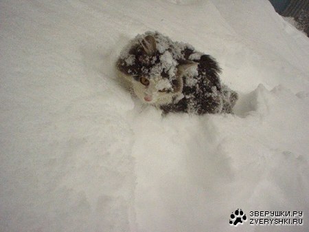 ������� �����...