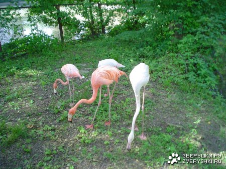 ����� � ������... ��� ����� ����������� �������!