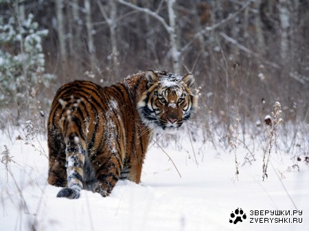 ������� ����� :)