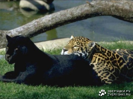 ������� ����� :)