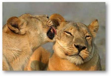 ������ ���������� �������� (22 ����)