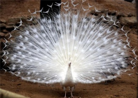 ������ ���������� �������� (22 ����)