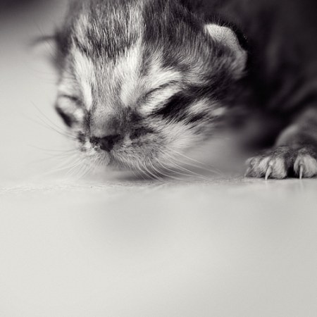 ������ ���������� �������� (22 ����)