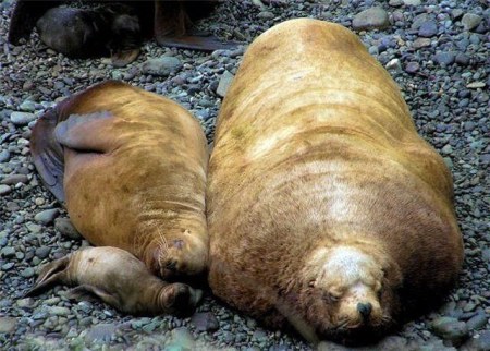 ������ ���������� �������� (22 ����)