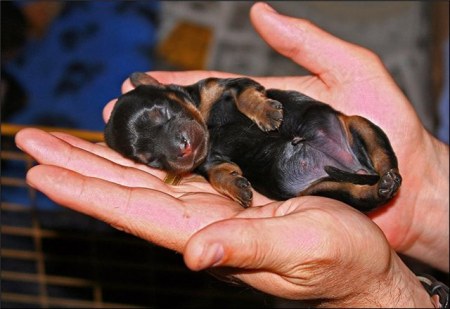 ������ ���������� �������� (22 ����)