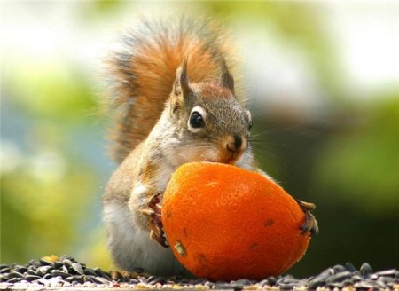 ������ ���������� �������� (22 ����)