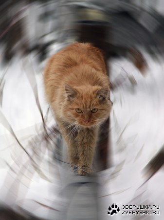 ������ �������� (10 ����)