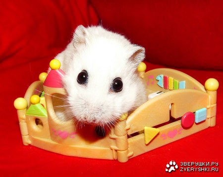 ������� ������� (9 ����)