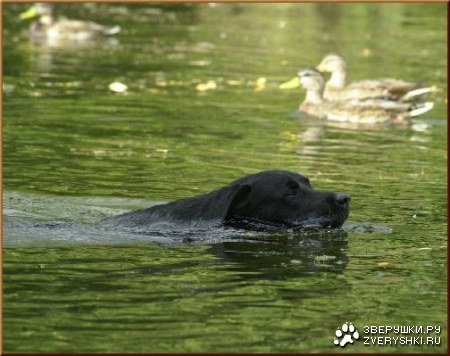 ��������� (13 ����������)