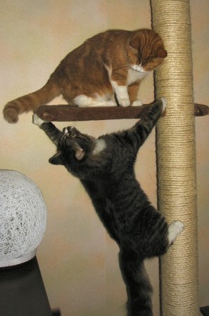 ������ ������ (15 ����)