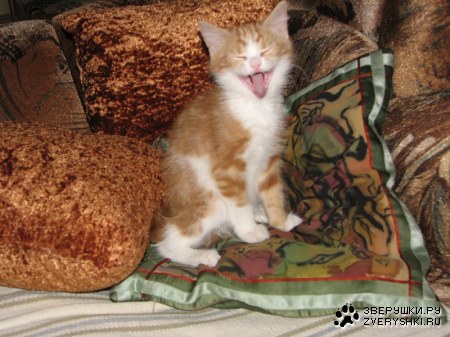 ������ ������ (15 ����)