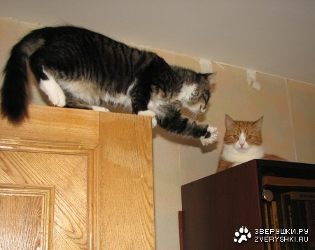 ������ ������ (15 ����)