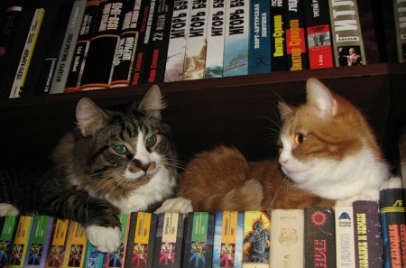 ������ ������ (15 ����)