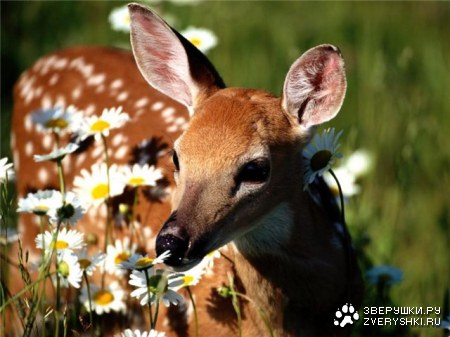 � ������ ����� :)