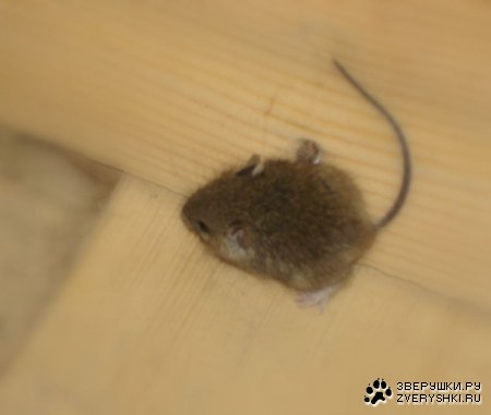 ���� �� ����� �� ����? :)