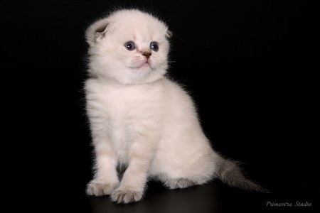 ��������� (7 ����)