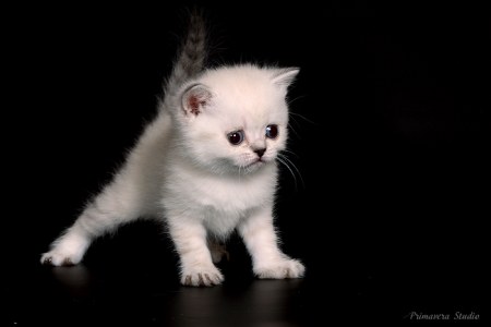 ��������� (7 ����)