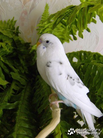 ��� �������! :)