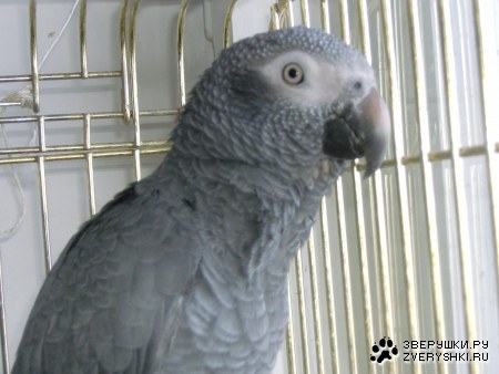 ��� �������! :)