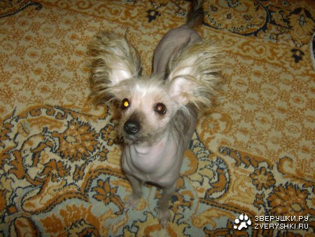 ��� �������! :)