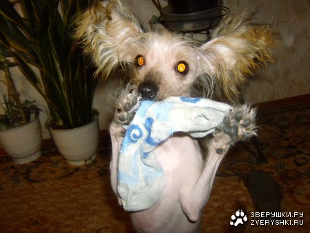 ��� �������! :)