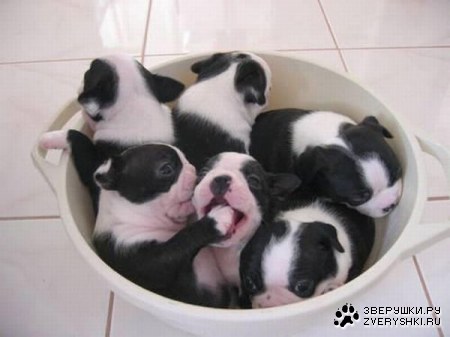 �������� (14 ����������)