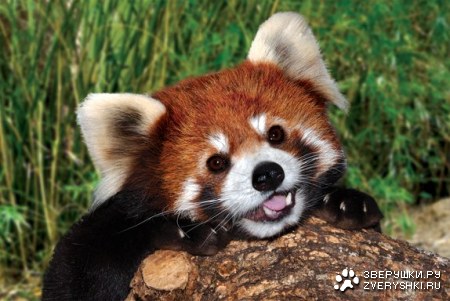 �������� (14 ����������)