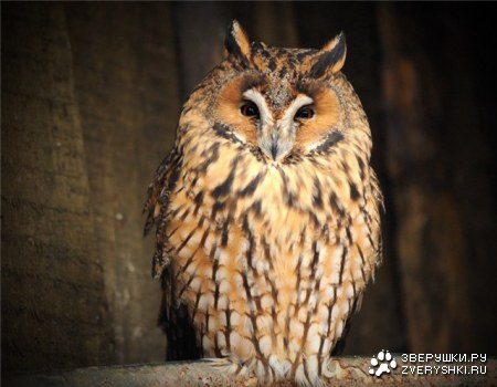 �������� (14 ����������)