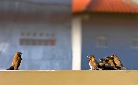 �������� (14 ����������)