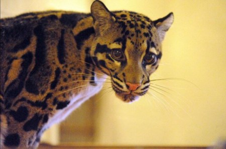 ���������� (6 ����)