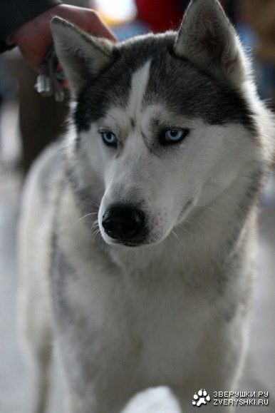 ������� (13 �������������� ��������)