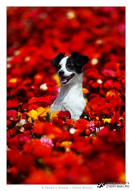 ������� �������� (7 ����)