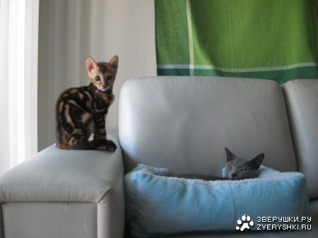 ������ ������ (10 ����)